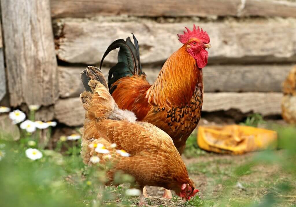 Sebelum Ayam Dijadikan Nugget, Mereka Disanjung