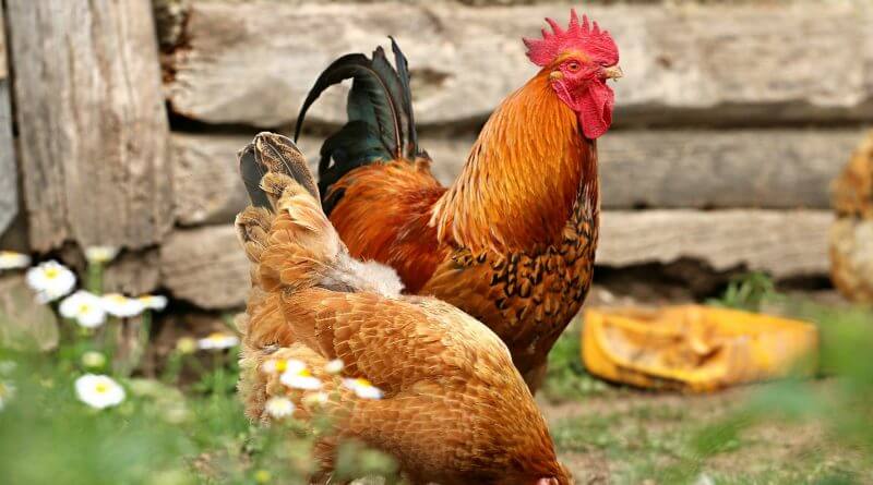 Sebelum Ayam Dijadikan Nugget, Mereka Disanjung