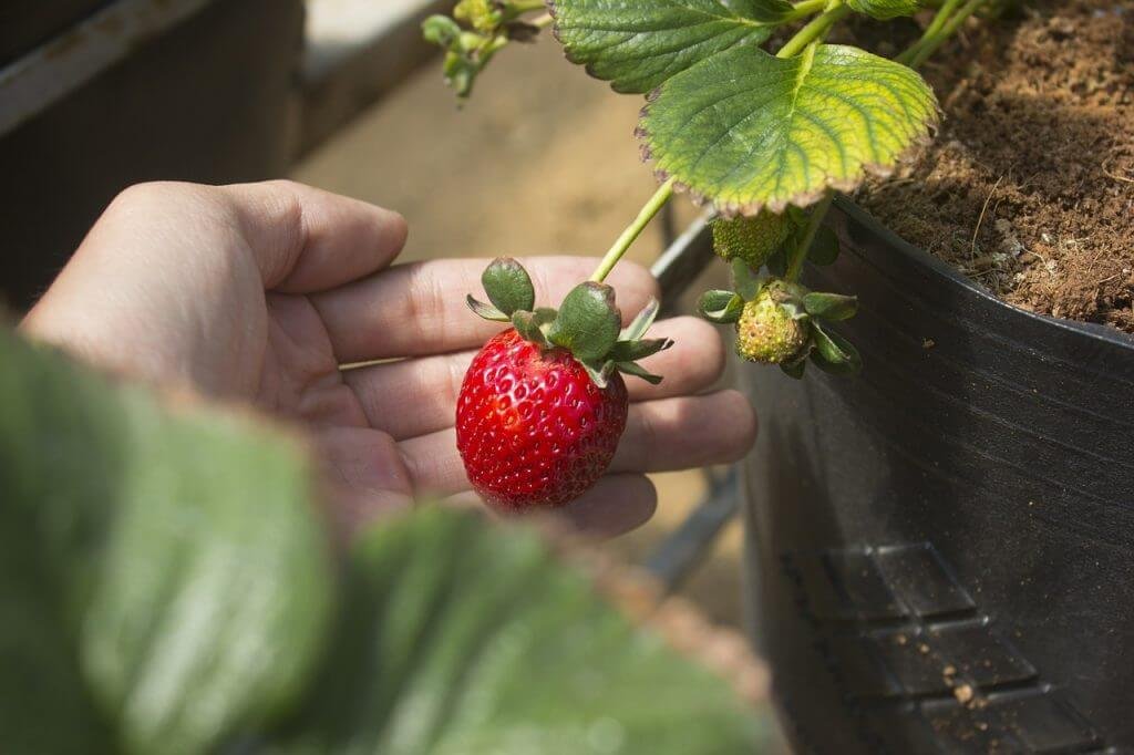 tempat-wisata-petik-strawberry-di-bedugul-2023