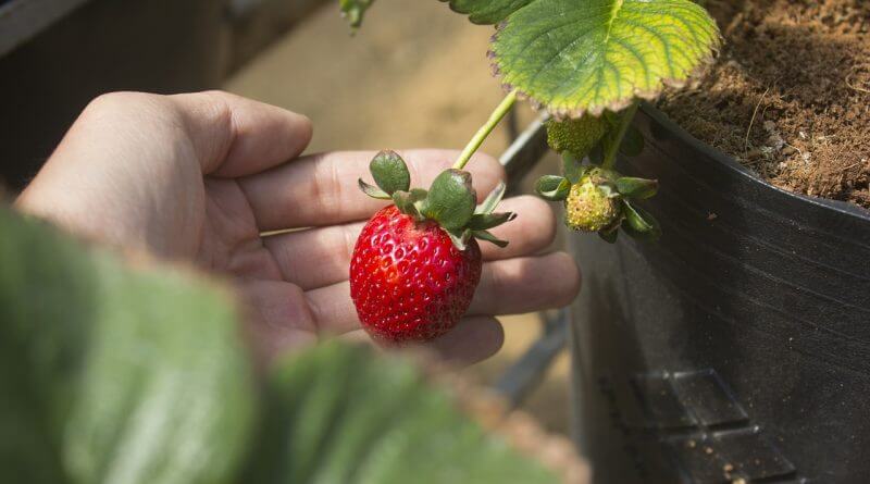 tempat-wisata-petik-strawberry-di-bedugul-2023